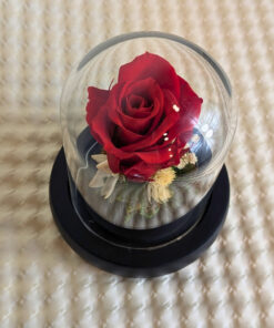 Cúpula de vidre amb rosa vermella