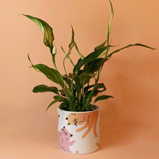 Small Cat life pot