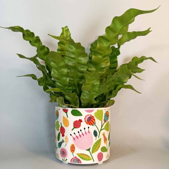Large Spring Pot - Image 5