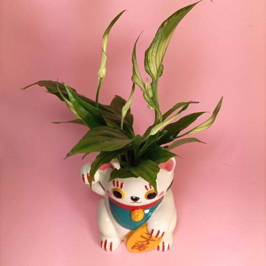 Maneki neko blanco - Imatge 5