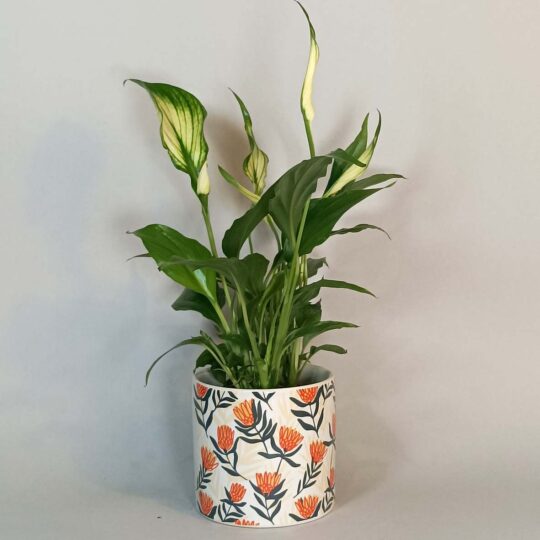 Maceta Protea pequeña