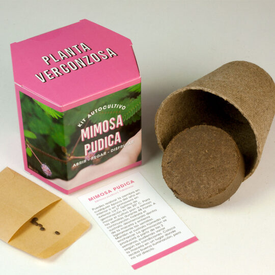 Mimosa Pudica Flower Grow Kit - Image 2