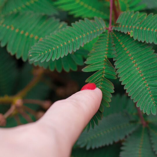 Mimosa Pudica Flower Grow Kit - Image 3