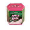 Kit Autocultivo de Mimosa Pudica – Planta vergonzosa